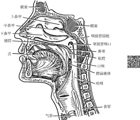 咽喉位置|人体解剖学/咽